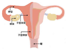 子宮の断面図